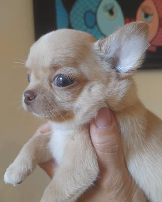 Chihuahua maschietto pelo corto Pedigree Enci