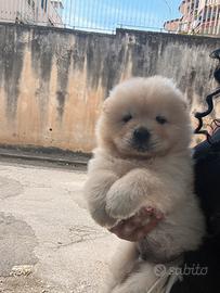 Chow Chow Simba