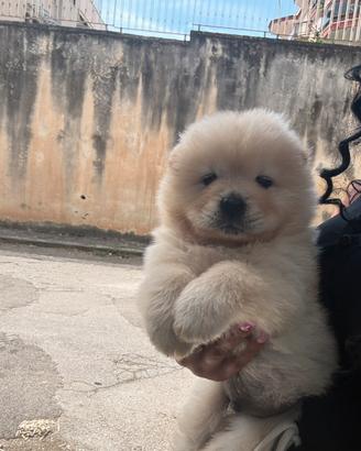 Chow Chow Simba