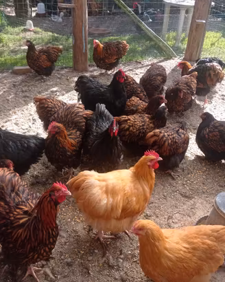 Orpington galline ornamentali