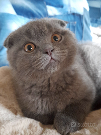 Cucciolo Scottish fold