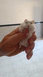Gabbia rody3 mini con criceto Winter White