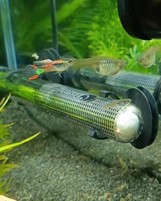 PESCI ENDLER PURI (Poecilia wingei)