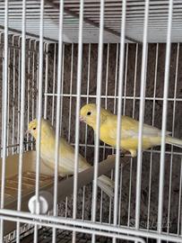 Canarino giallo