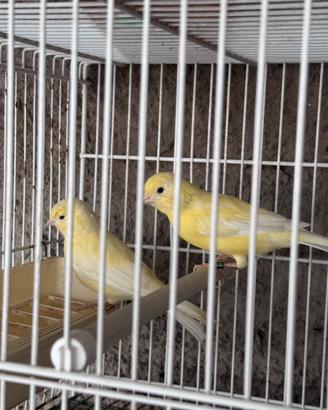 Canarino giallo