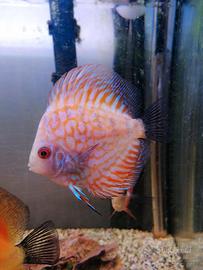 Discus