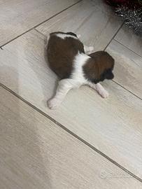 Cuccioli di Shitzu