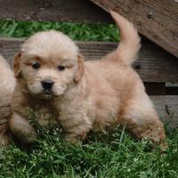 Golden retriever linea americana