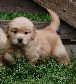 Golden retriever linea americana