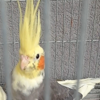 Pappagalli calopsite