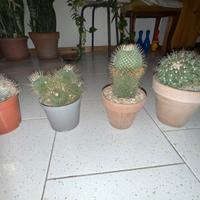 Cactus - 4 piante mammillarie
