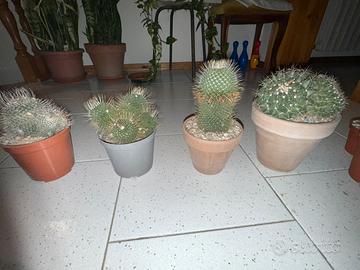 Cactus - 4 piante mammillarie