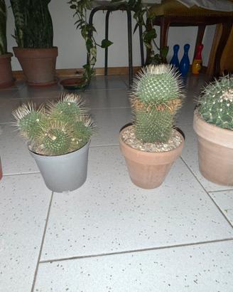 Cactus - 4 piante mammillarie