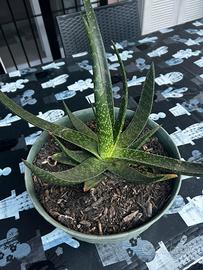 Pianta di aloe