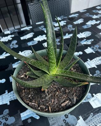 Pianta di aloe