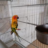 Femmina conuri del sole