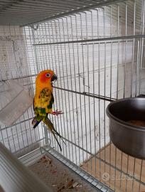 Femmina conuri del sole