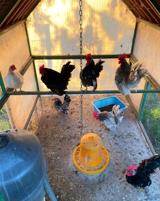 Galline serama