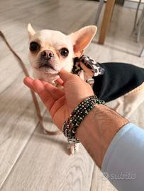 Chihuahua maschietto per accoppiamento