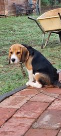 Cucciola beagle