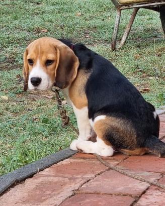 Cucciola beagle