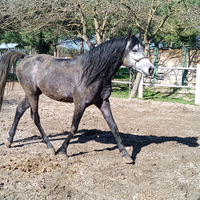 Vendo cavallo arabo intero