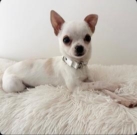 Chihuahua femmina