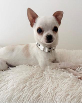Chihuahua femmina