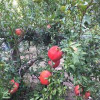 Piante melograno e giuggiole