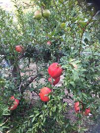 Piante melograno e giuggiole