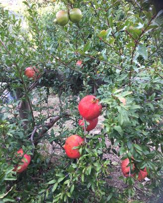 Piante melograno e giuggiole