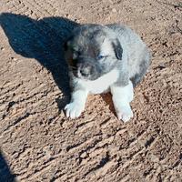 Kangal pastore dell Anatolia