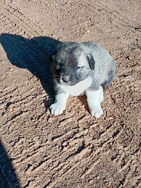 Kangal pastore dell Anatolia