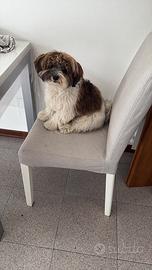 Bichon Havanese per accoppiamento