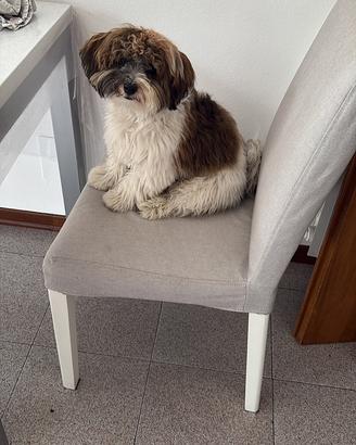 Bichon Havanese per accoppiamento