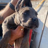 Cuccioli cane corso