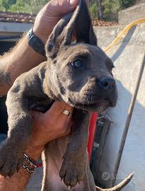 Cuccioli cane corso