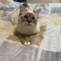 Sacro Di Birmania stallone per monta