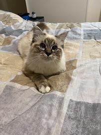 Sacro Di Birmania stallone per monta