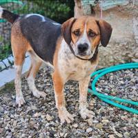 Beagle in adozione