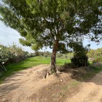 Oliveto e eucalipteto