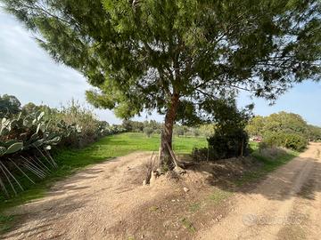 Oliveto e eucalipteto