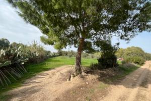 Oliveto e eucalipteto