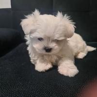 Maltese toy