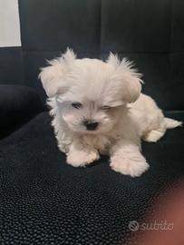 Maltese toy