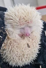 Riccio africano albino