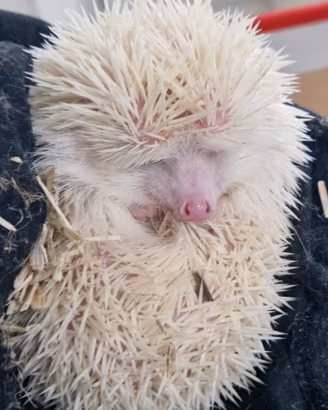 Riccio africano albino