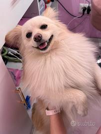Volpino di Pomerania