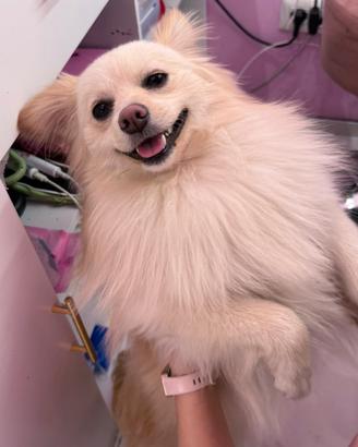 Volpino di Pomerania