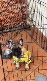 Bulldog francese